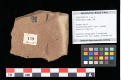 Foto (Objekt + Etikett) von Widdringtonia ungeri Endl. (NHMW-GEO-2024-0188-0130)